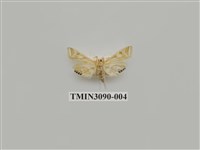 藏品(螟蛾70)的圖片